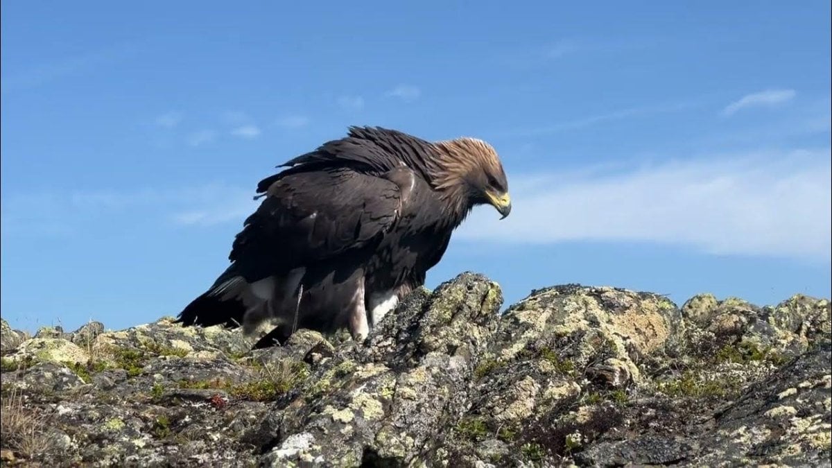 Norveç’te kartal 4 kişiye saldırdı: Aralarında bebek de var