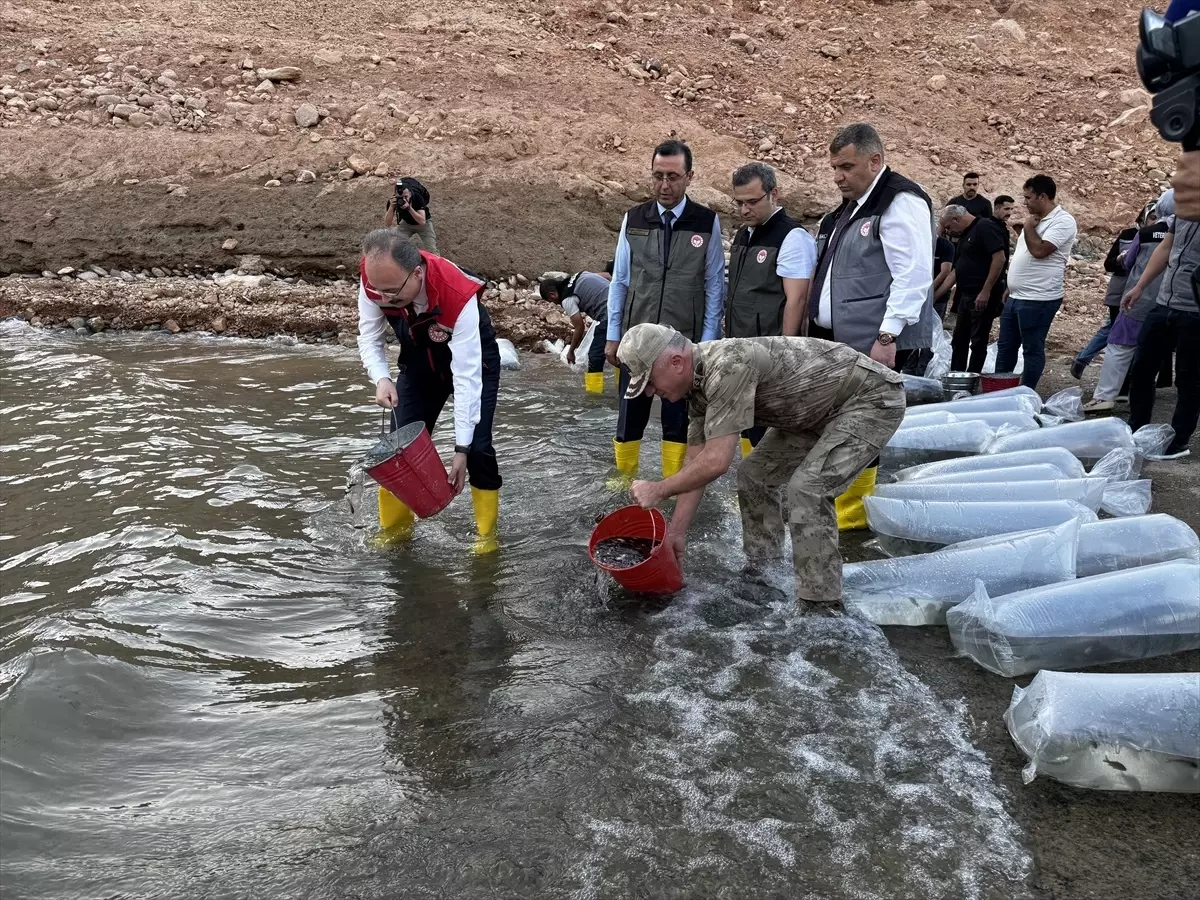 Siirt’te 1 Milyon Sazan Yavrusu Bırakıldı