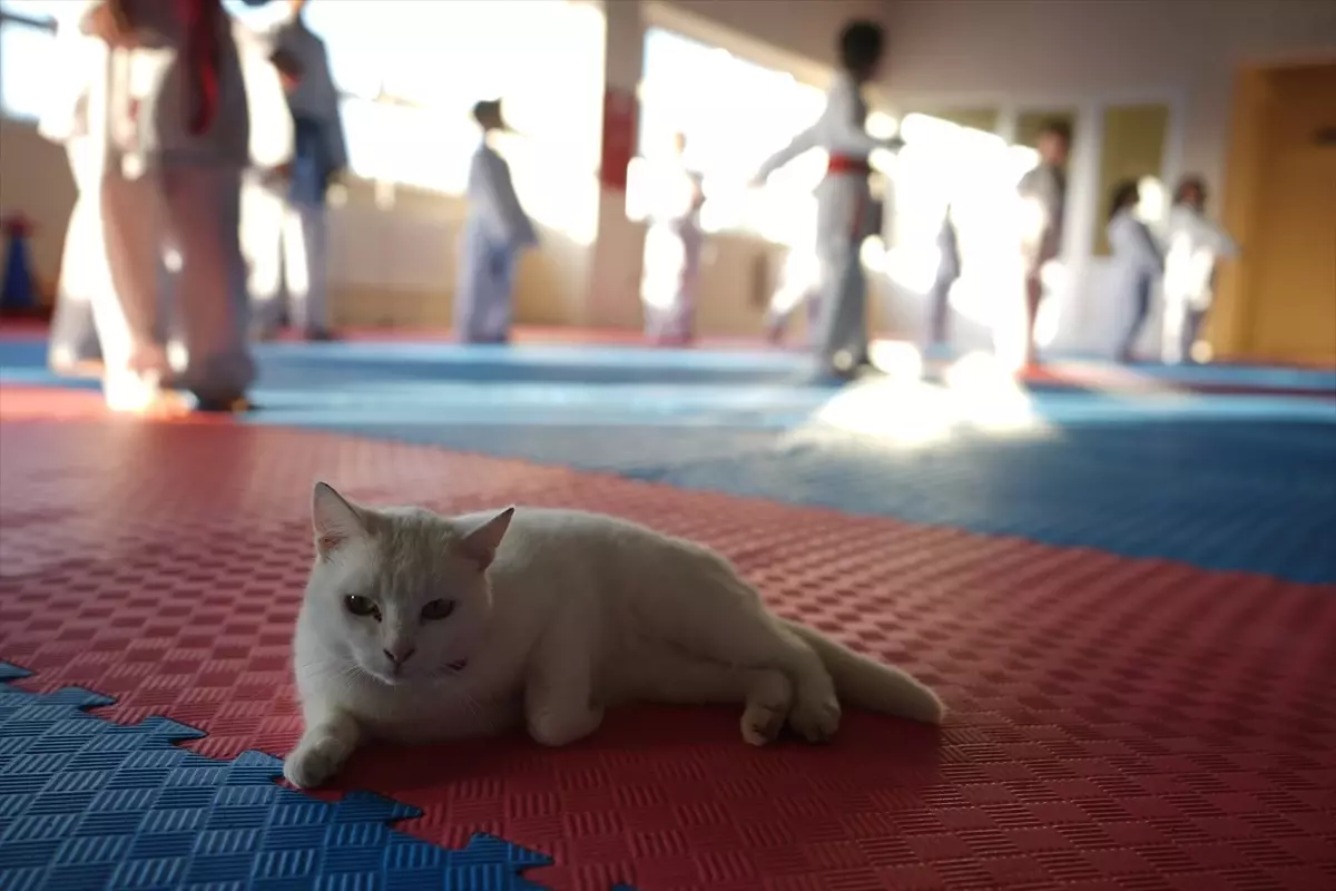 Karate Kursunda ‘Karate Cat’ Neşe Kaynağı Oldu