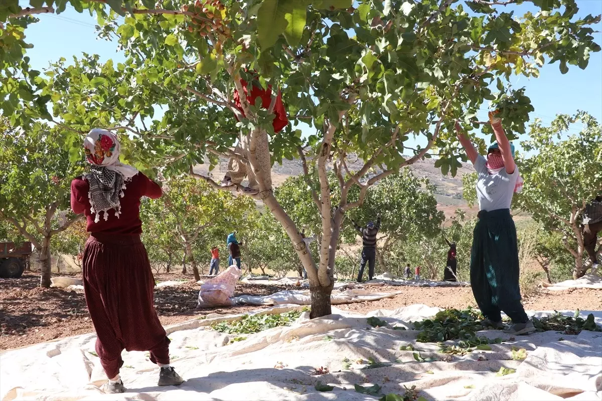 Siirt Fıstığı Doğa ve Kültür Festivali’nde Hasat Coşkusu